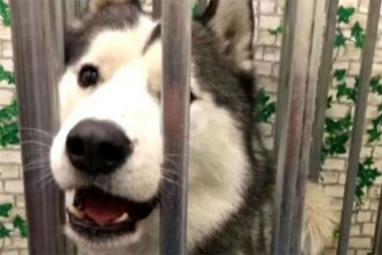 Haski pobjegao iz kaveza pa oslobodio druge pse (VIDEO)