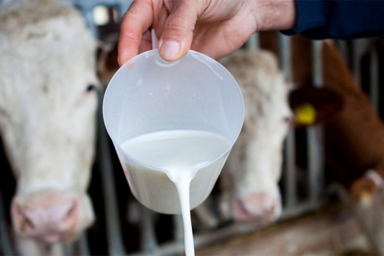 Proizvođači prijete da će prosipati mlijeko