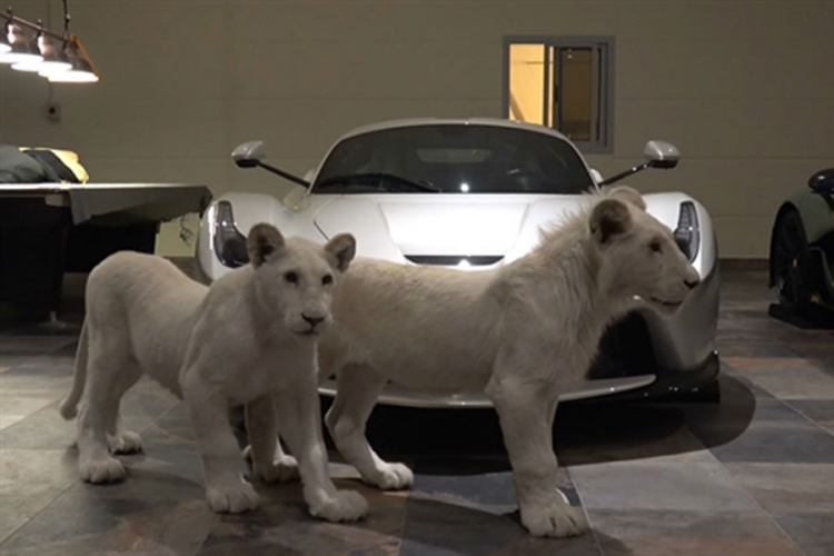 Probajte da ukradete auto: Super bolide bogatih Arapa čuvaju lavovi (VIDEO)