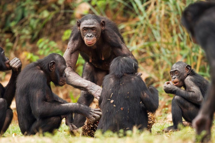O čemu razgovaraju šimpanze?