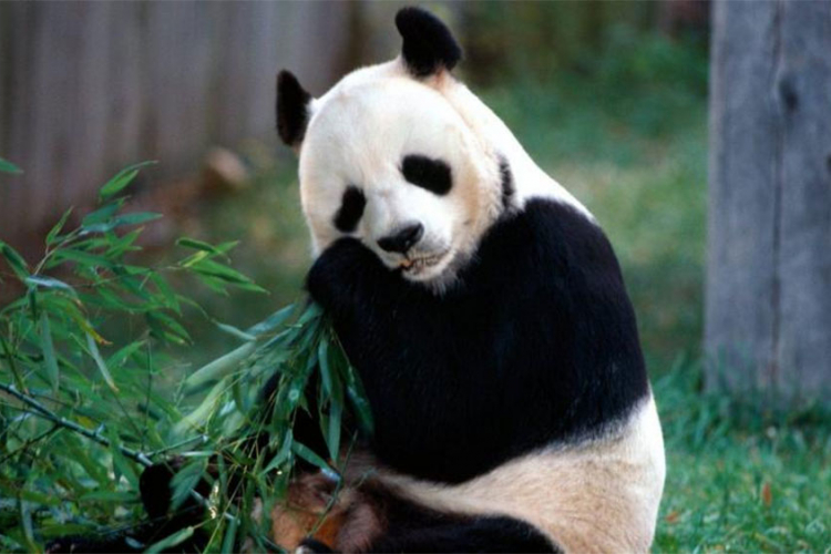 Zašto pande imaju crno-bijelo krzno?