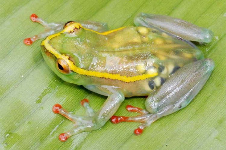 Naučnici otkrili prvu fluorescentnu žabu