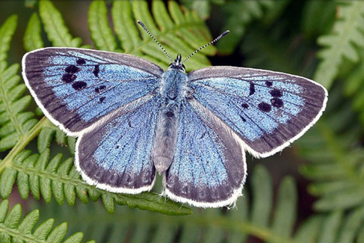 Osuđen zbog ubijanja rijetke vrste leptira