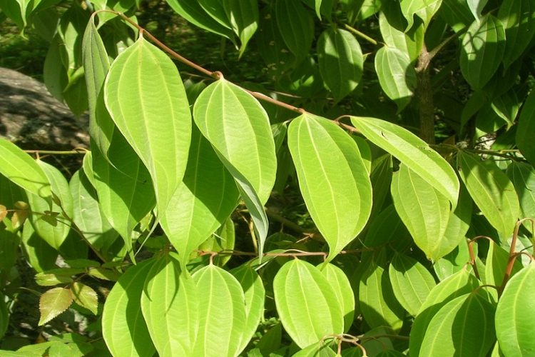 Ljekovito bilje: Cimet (cinnamomum zeylanicum)      