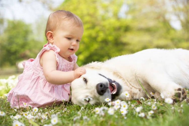 Djeca koja od rođenja žive sa psom su zdravija