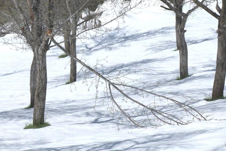 Snijeg i niske temeprature uništili voćnjake u Stričićima