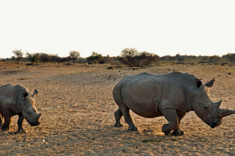 Nosorozi se vraćaju u park prirode u Ruandi