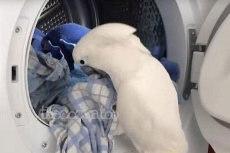 Ovaj papagaj obožava kućne poslove