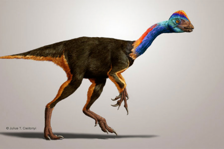 Otkrivena nova vrsta dinosaurusa nalik ptici