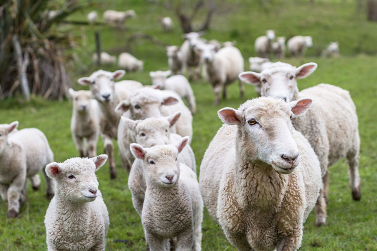 FBiH podstiče svinjogojstvo, a RS ovčarstvo