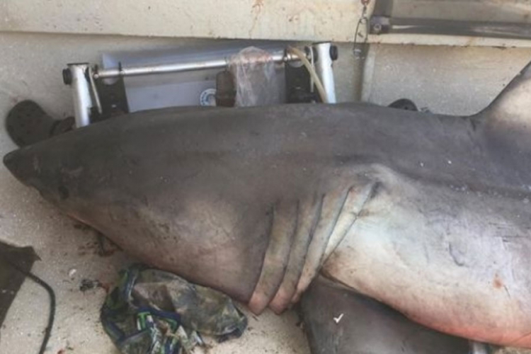 Australija: Ribaru u čamac uskočila ajkula duga 2,7 m