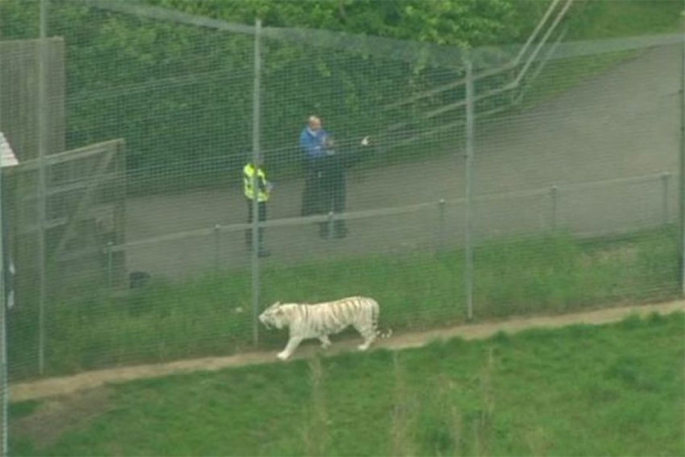 Tigar usmrtio ženu čuvara u zoo vrtu u Engleskoj