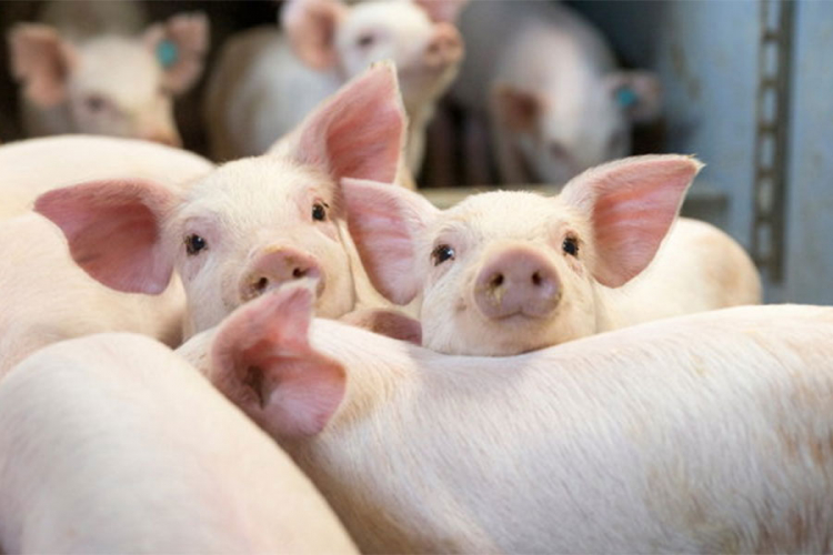 Kina sve više traži kanadsku svinjetinu