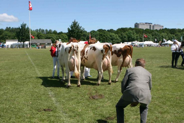 Krava povrijedila šest osoba na izložbi stoke