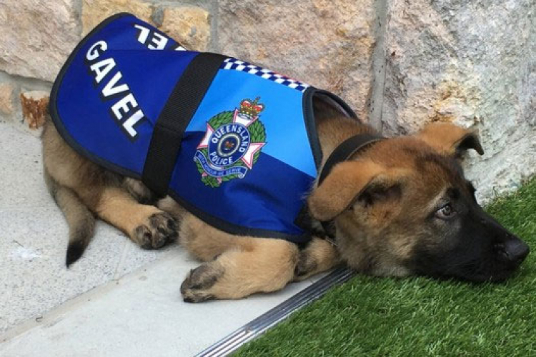 Policijski pas dobio otkaz