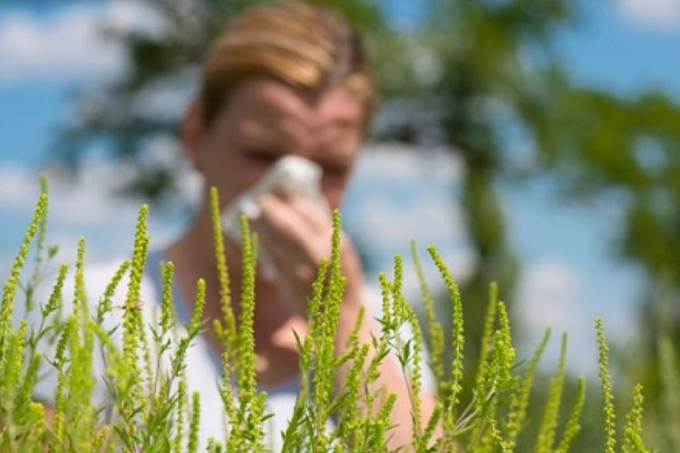 Trava i kopriva izazivaju alergije