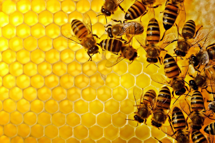 Slovenci traže da se pčele proglase zaštićenom vrstom