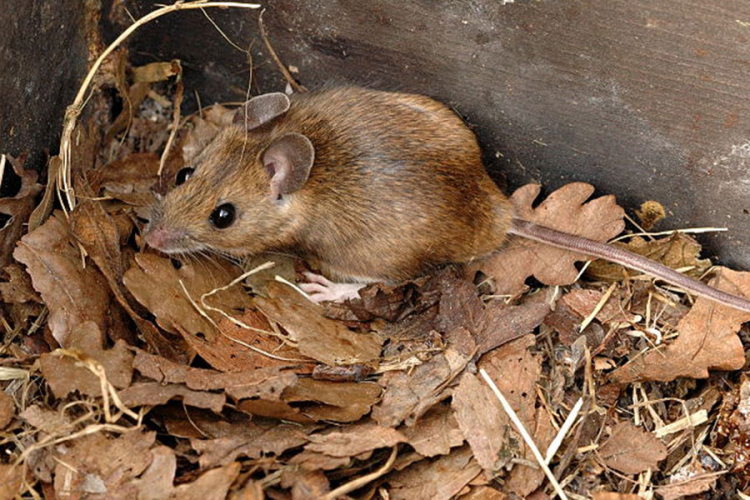Pojavila se mišja groznica u Potkozarju