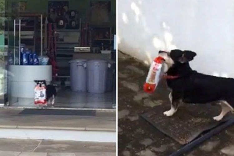 Pas svakodnevno ide u prodavnicu umjesto vlasnika