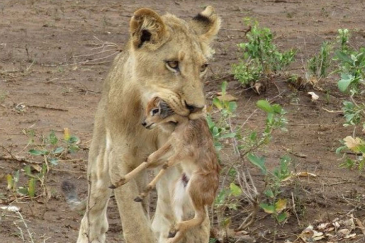 Lav se brine o napuštenom mladunčetu antilope