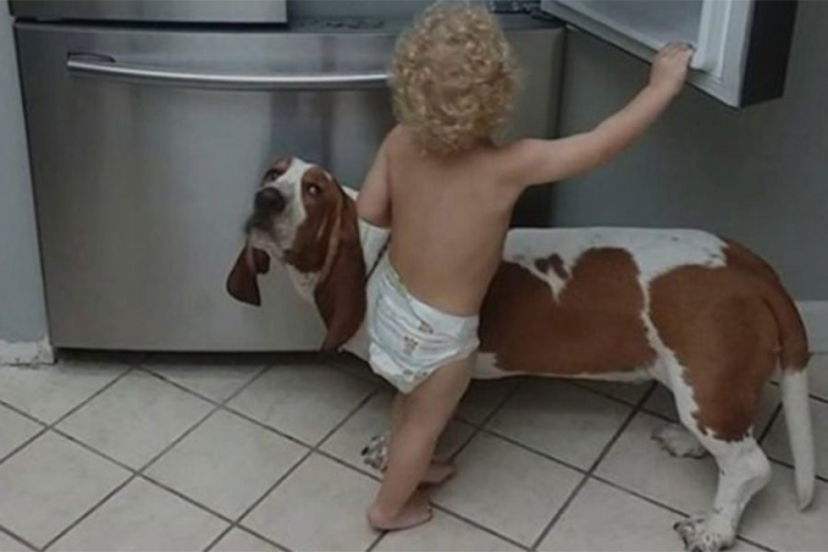 Beba iskoristila psa da dođe do frižidera