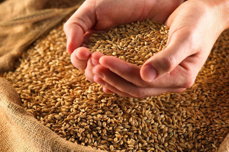 Mlinari i otkupljivači traže povećanje premije za pšenicu