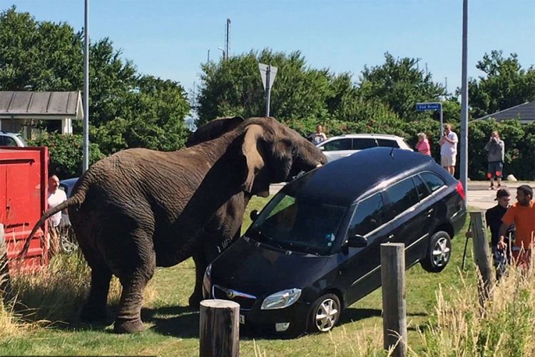 Slon na festivalu prevrtao auto kao igračku