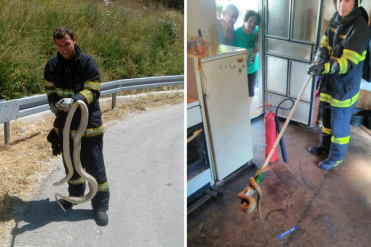 Vatrogasac uhvatio jednu od najvećih zmija na Balkanu
