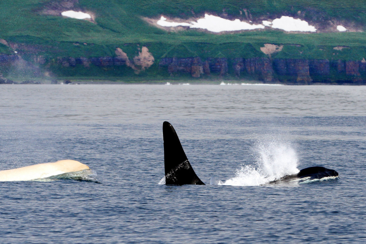 Kitovi-ubice u akciji: Jato orki ulovilo drugog kita