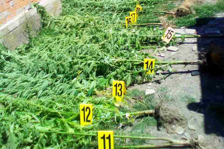 U selu kod Bijeljine pronađeno 69 kilograma marihuane, dvoje uhapšeno