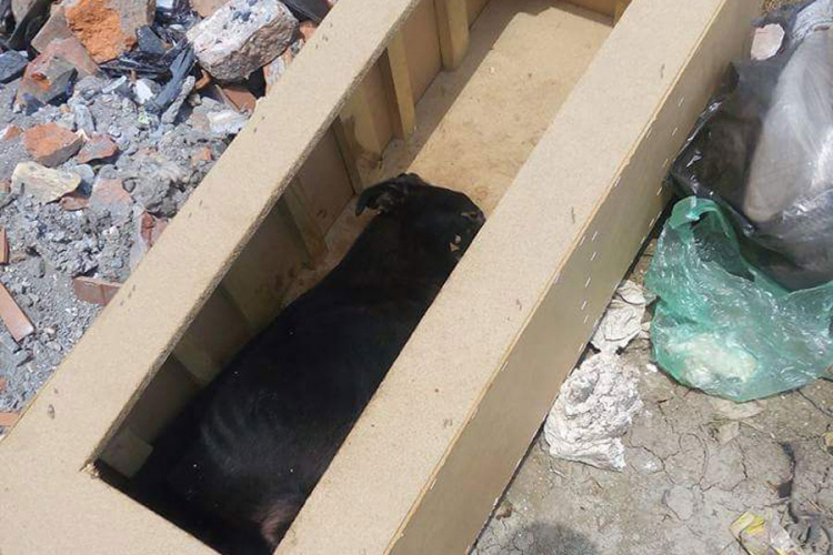 Stravičan slučaj mučenja životinja u Zenici: Psu polomili noge i živog ga zakopali