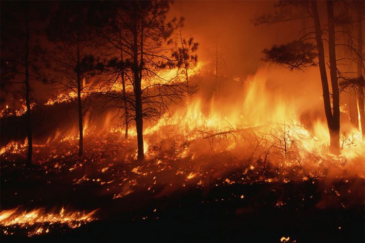 Zbog šumskog požara evakuisano 300 osoba