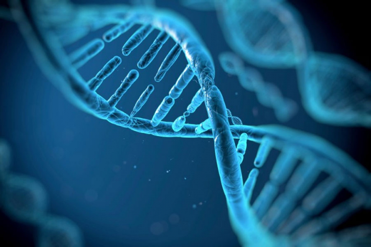 Naučnici prvi put preuredili gene u ranom stadijumu razvoja