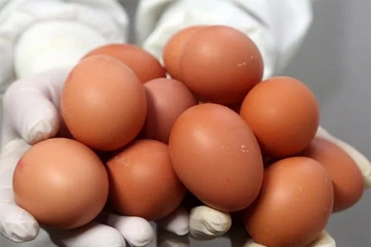 EK saziva krizni sastanak zbog skandala s jajima