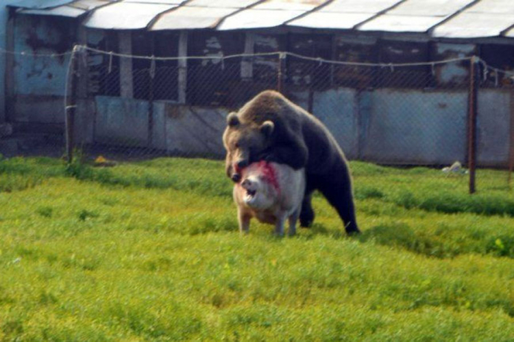Medvjed ponovo hara Kneževom: Stradala svinja teška 200 kilograma
