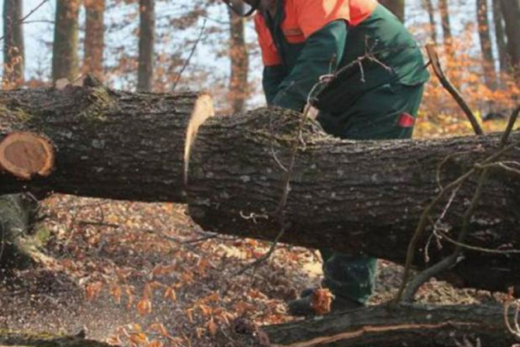 Fočaka ubilo drvo dok je krčio šumu