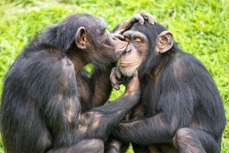 Naučnici otkrili još jednu veliku sličnost između majmuna i ljudi