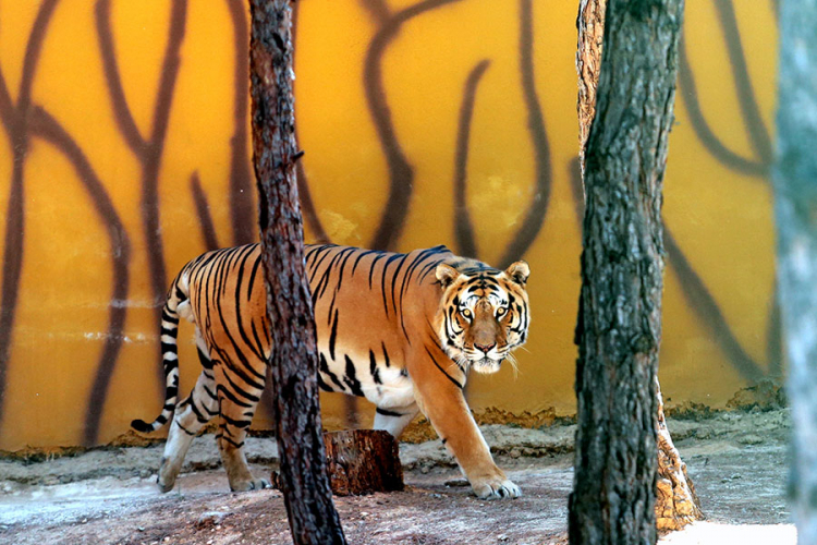 Mladunčad tigra glavna atrakcija zoo vrta u Turskoj