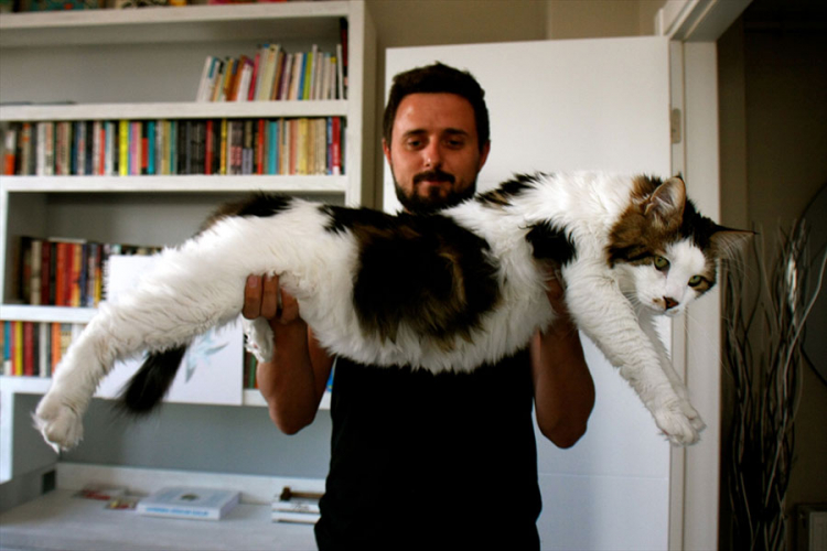 Upoznajte mačka teškog 7,5 kilograma