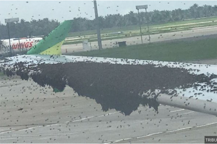 Pčele potpuno prekrile krilo aviona i odgodile let