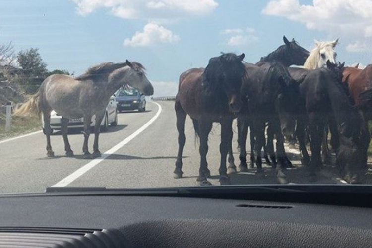 Zbog divljih konja učestale saobraćajke na putu Livno – Šuice