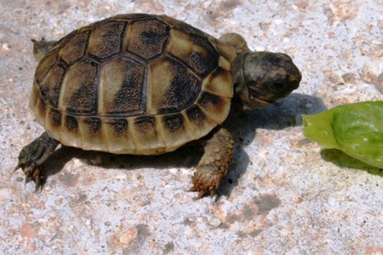 Do kornjače u zoo vrtu mužjak pješačio 10 kilometara