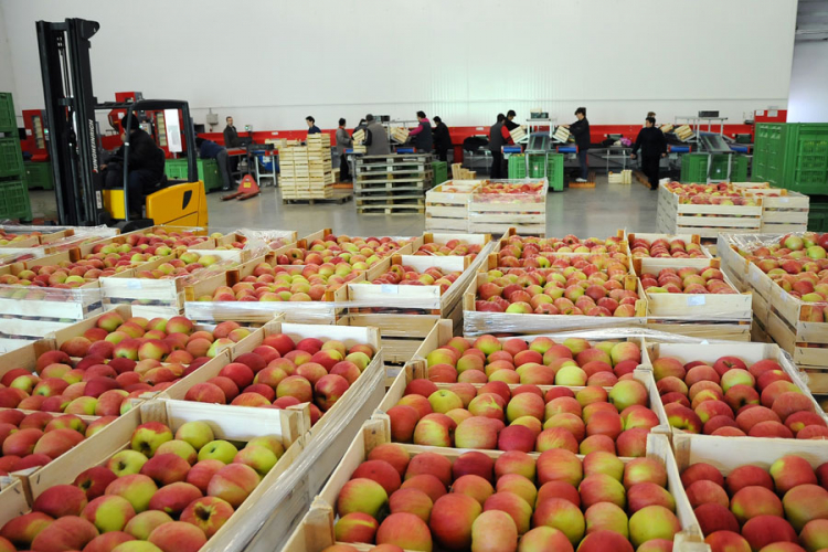 Prijeti nestašica 'kraljice voća': Cijene domaćih jabuka i do tri KM