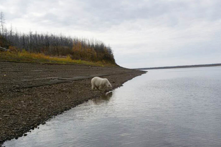 Polarni medvjed pronađen 700 km od Arktika