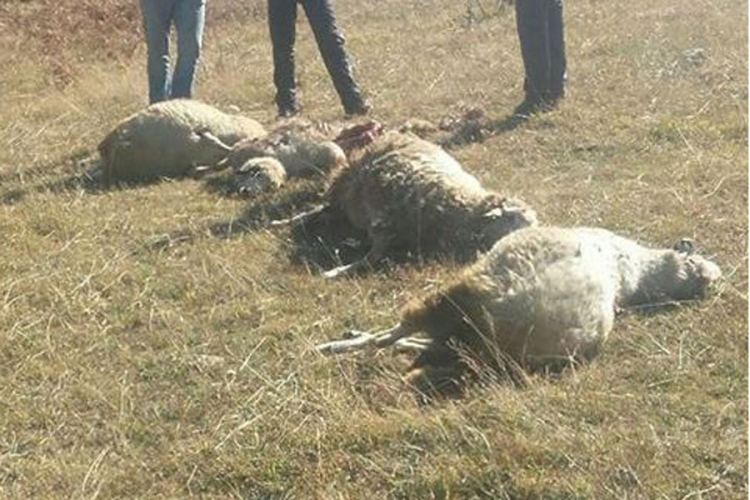 Vukovi zaklali 12 ovaca
