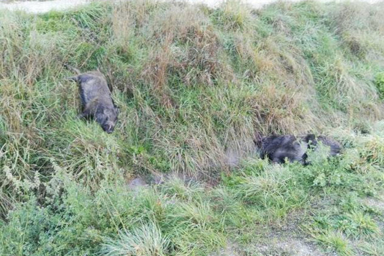 Tri automobila usmrtila 15 divljih svinja