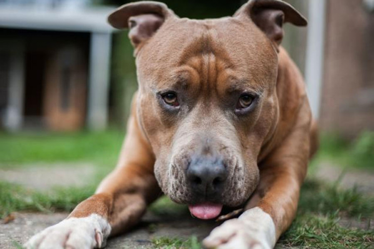 Novi slučaj iživljavanja nad životinjama u Bijeljini: Dječaci motkama do smrti tukli psa