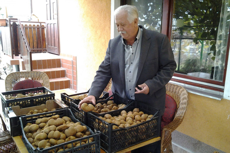 Husein Trnjanin iz Kotorskog ubrao stotinu kilograma kivija