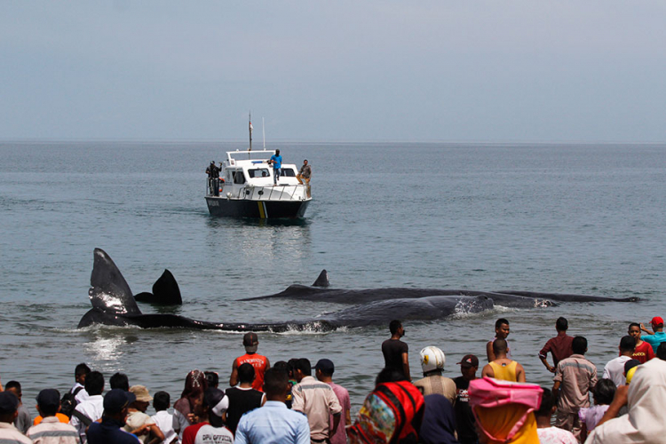 Spasioci u Indoneziji pokušavaju vratiti u more nasukane kitove