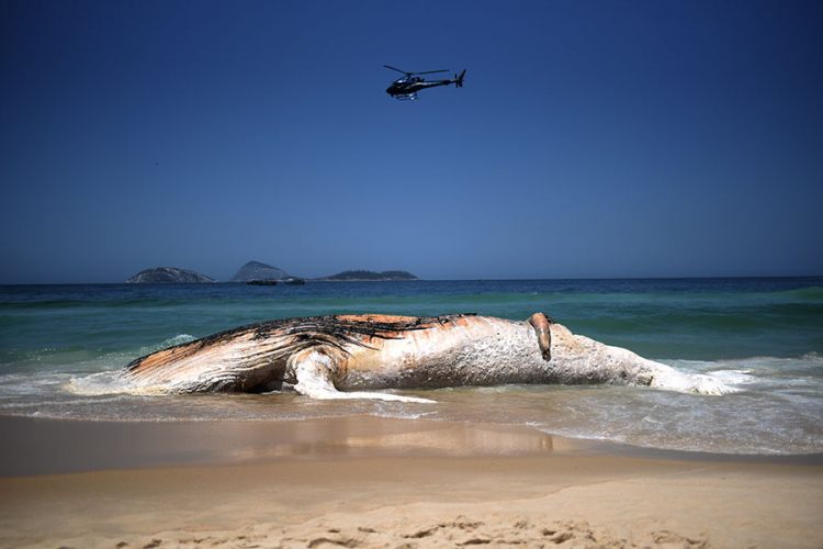 Kit se nasukao na plaži u Rio de Ženeiru i uginuo